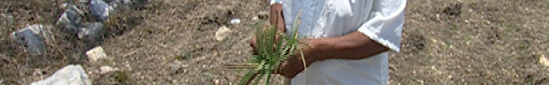 Healer holding medicinal plants