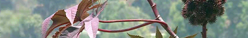 Plant growing in mountain