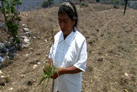 Amada picking the right herb