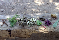 Picked medicinal herbs laying on the ground