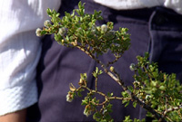 Image of the Creosote plant