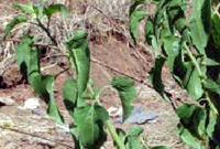 Leaves of the Brickellia Grandiflora plant