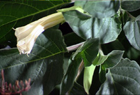 Close up of the Bear Berry with leaves and white flower