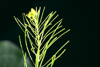 Close up of a section of the Wild Mustard