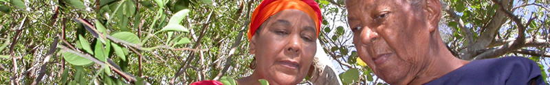 Two Curacao healers among plants