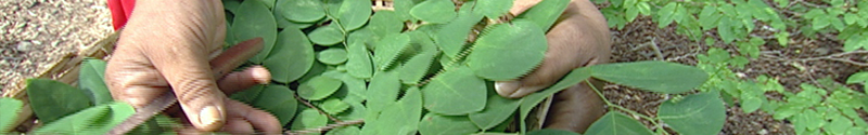 Hands holding leaves of plants from Curacao