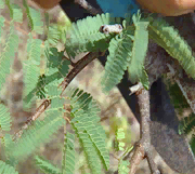 Curacao Divi Divi plant leaves