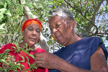 Sister Carmen & Dinah examining a medical plant