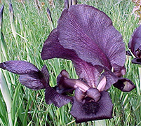 The Black Iris in field