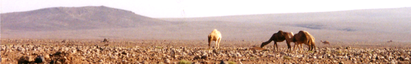 header camel in desert