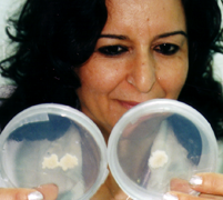 Dr. Oran, reviewing the samples in petri dish