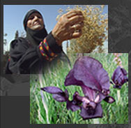 Roots and Medicine - Jordan. Traditional healer and black iris